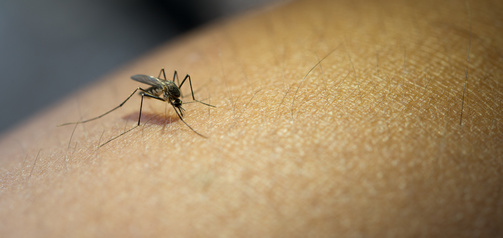 Prevenció de mosquits amb olis essencials